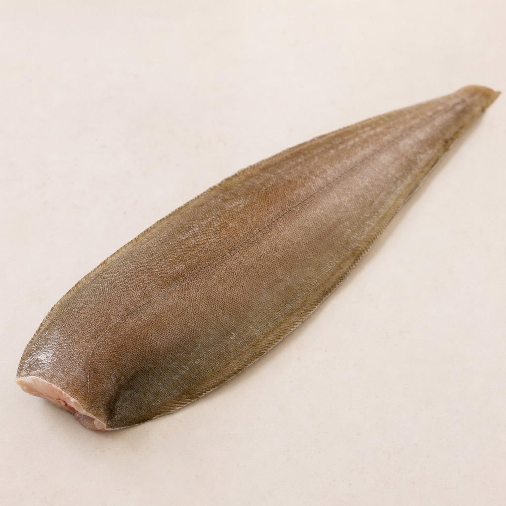 Tonguefish (1-piece Pack)